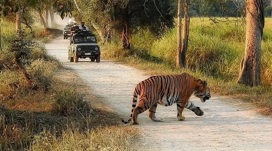 Kaziranga National Park And Tiger Reserve